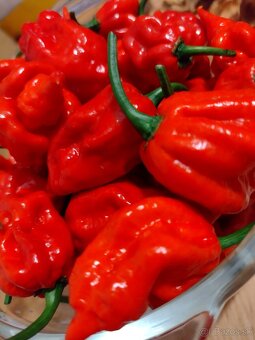 Predám semienka papriky - 6