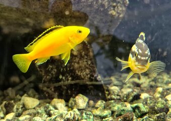Africké cichlidy - 6