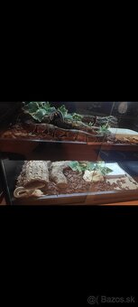 Python regius (Pytón Kráľovský) párik + tera - 6