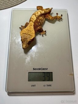 Pagekón Riasnatý - 6