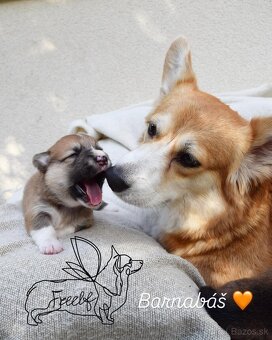 Welsch corgi pembroke - 6