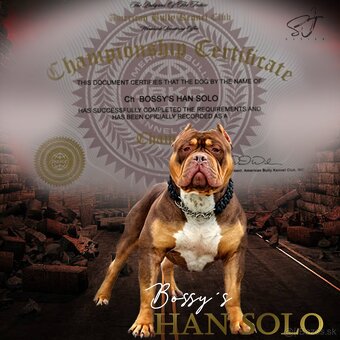American bully - 6