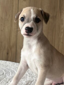 Šteniatka Vipet / Whippet - 6