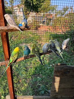 Andulky z volieri - 6