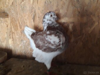 predam Kingy holuby - 6