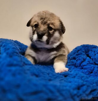 Welsh corgi pembroke - 6