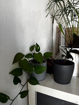Predávam rastliny s kvetinacmi všetko po 8 eur - 6