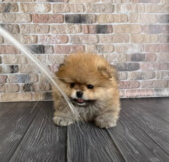 Pomeranian mini - 6