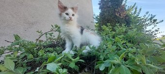 Mainska myvalia, Mainne coon,Mco - 6