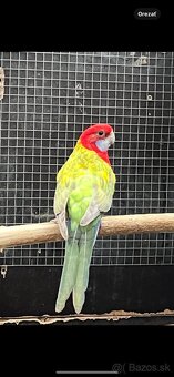 Predam klasicke rozely - 6
