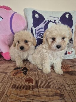 Maltipoo - 6