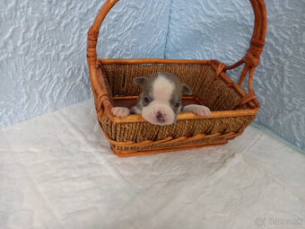 Boston ,Bostonský terrier - 6