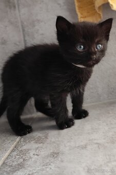 Darujem mačiatko - 6