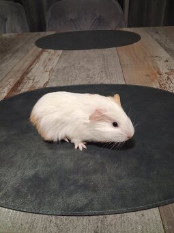 Darujem morčatá - 6