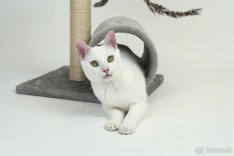 Drobná mačička ELSA túži po domove - 6