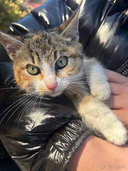 Maciatka darujem - 6