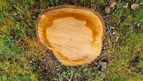 Orechové drevo - guľatina a čerešňa zdarma - 6