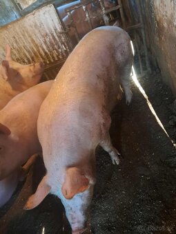 Predam ošípané - 6