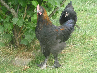 Marans a Leghorn - 6