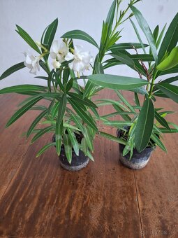 Oleander - 6