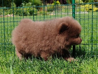 Pomeranian s PP - 6