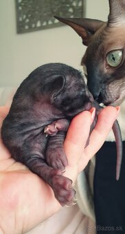 Cornish rex s PP - 6