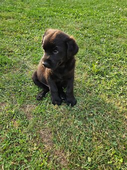 Labrador/Slovenský čuvač - 6