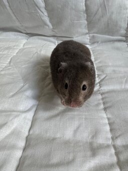 Sýrsky škrečok s PP + box a doplnky - 6