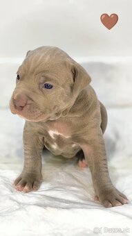 Štěňátka American Bully XL - registrace ABKC  (Jihlava CZ) - 6