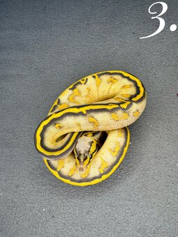 Predám nádherne mladata Python Regius 2024 - 6