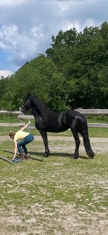 Hřebeček barokní pinto - 6