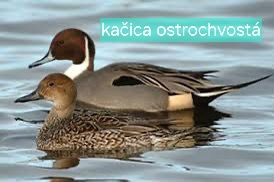 OKRASNÉ KAČICE - AKTUÁLNY ZOZNAM - 6