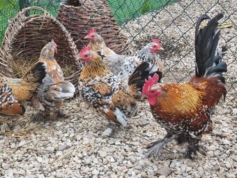 Hodvábnička , Miflerka - 6