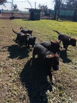 Nemecký ovčiak s PP - 6