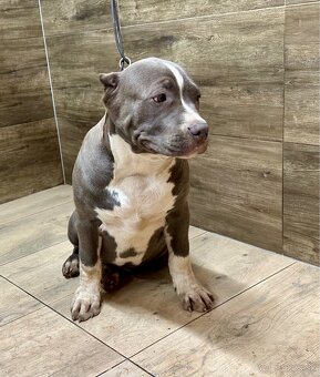 American Bully XL - 6