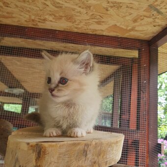 Ponukam maciatka ragdoll - 6