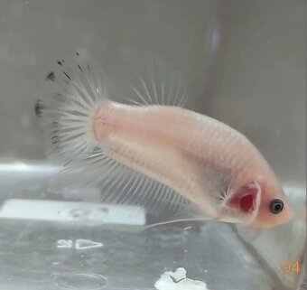 Bojovnice celofan samec shorttail - 6