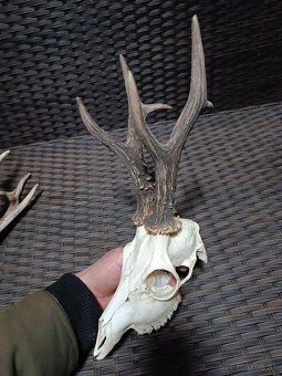 Parohy, zhody, trofeje, srnce - 6