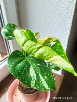 Monstera panašovaná - 6