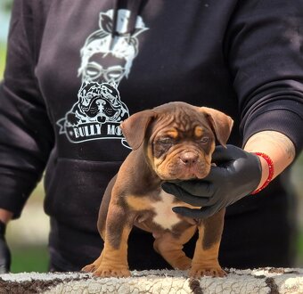 American Bully pocket - 6