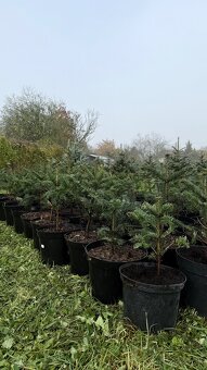 Predám kvalitné jedličky (Abies Nordmanniana) - 6