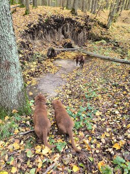 Nemecký ovčiak bez PP šteniatka - 6