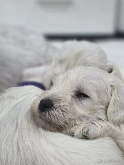 Bradáč malý biely - 6