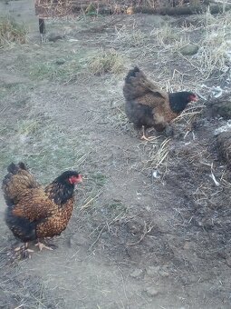 Brahmanky jar. NV 1,50€ - 6