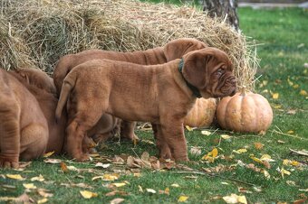 Dogue de Bordeaux, Bordeauxska doga, bordo doga - 6
