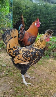 Nasadove vajíčka Appenzelský chocholač - 6