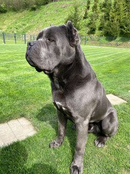 Cane corso krytie - 6