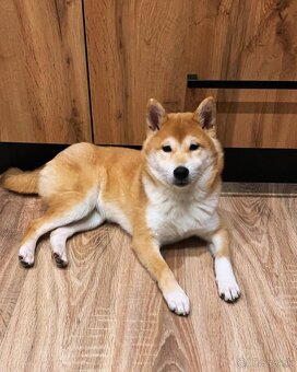 Shiba Inu - 6