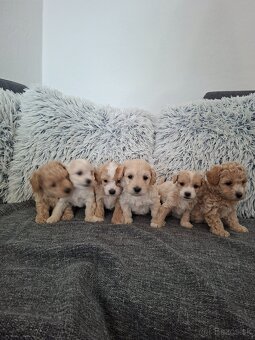 Maltipoo - 6
