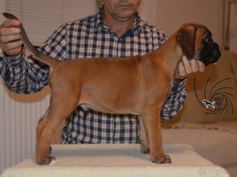 Nemecký boxer- psík s PP - 6